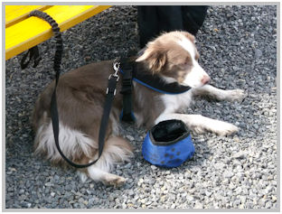 border collie speedy dream